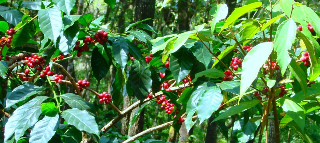 7-acre-coffee-estate-for-sale-near-mudigere-coffee-estate-for-sale-in